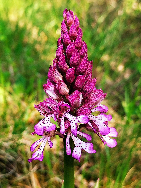 Orchis x hybrida